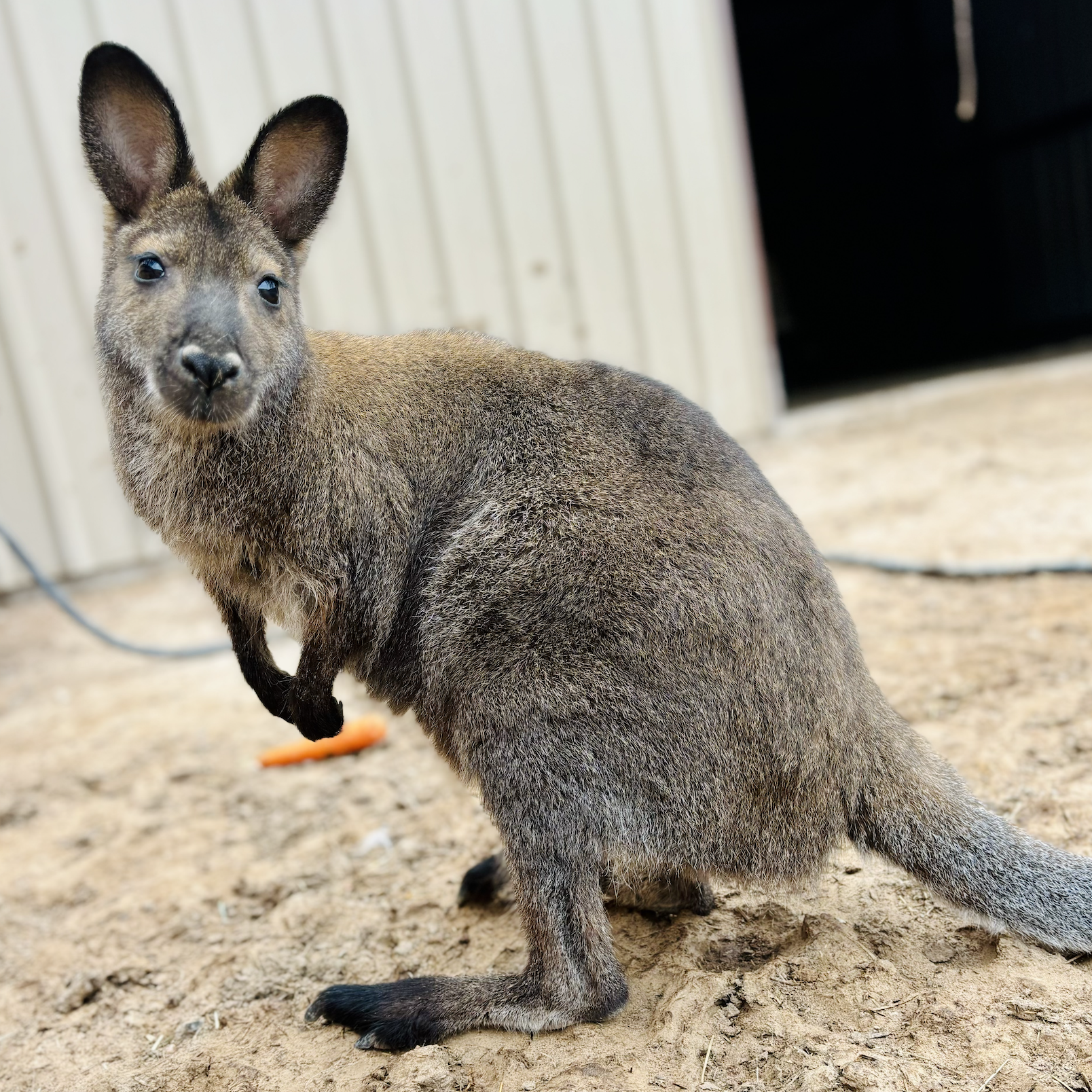 bennett's wallaby